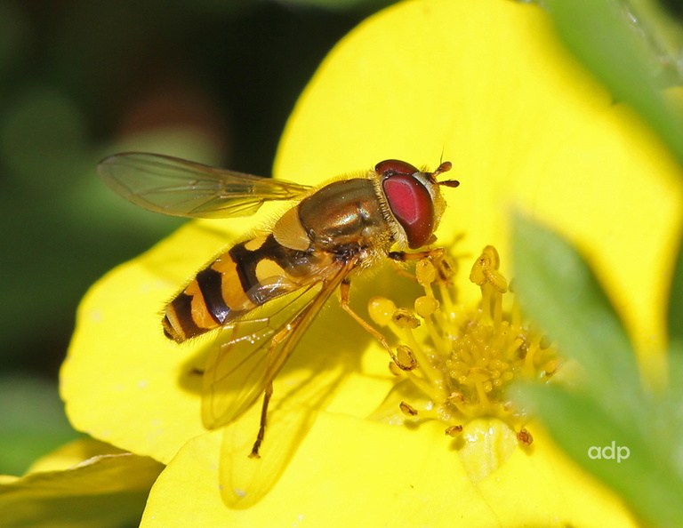 Note pale metatarsals in front four legs IMG_4338qst 800c Syrphus torvus BD.jpg
